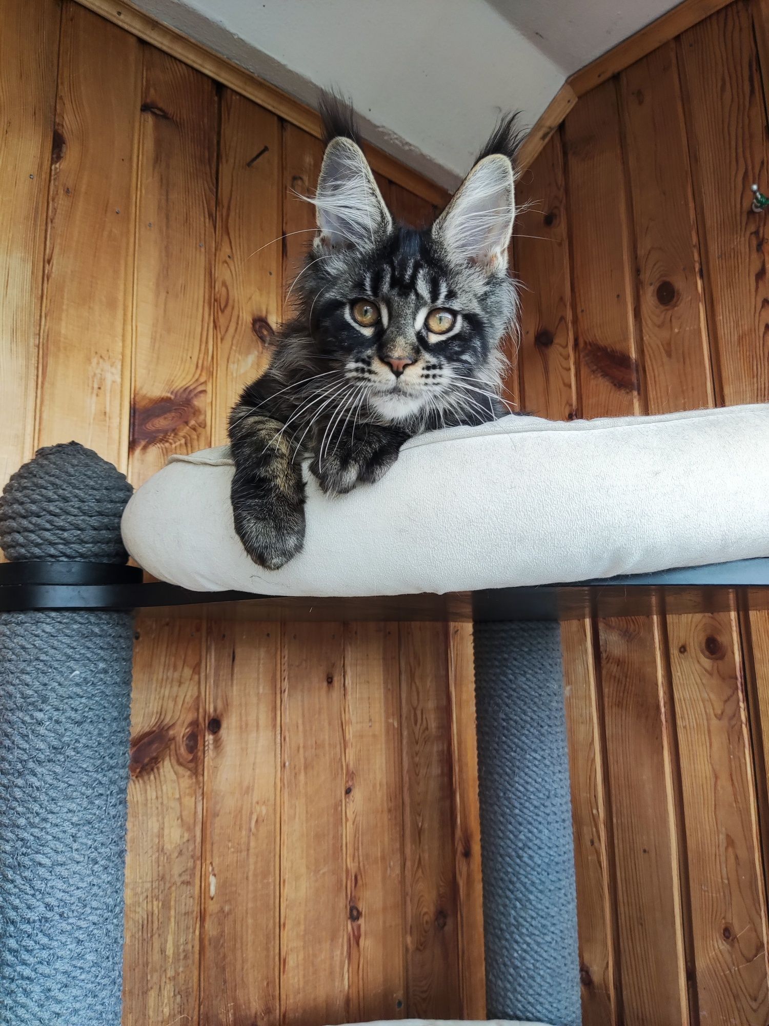 Котенок Мейн кун