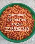 Свежая чищеная Облепиха