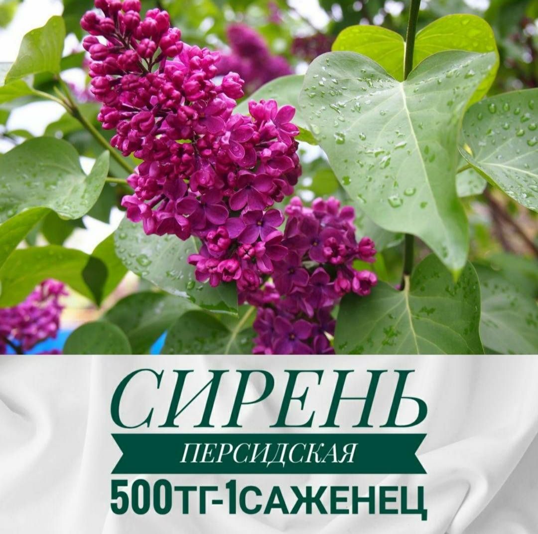 Анемоны многолетние, сирень белая и темно сиренеая