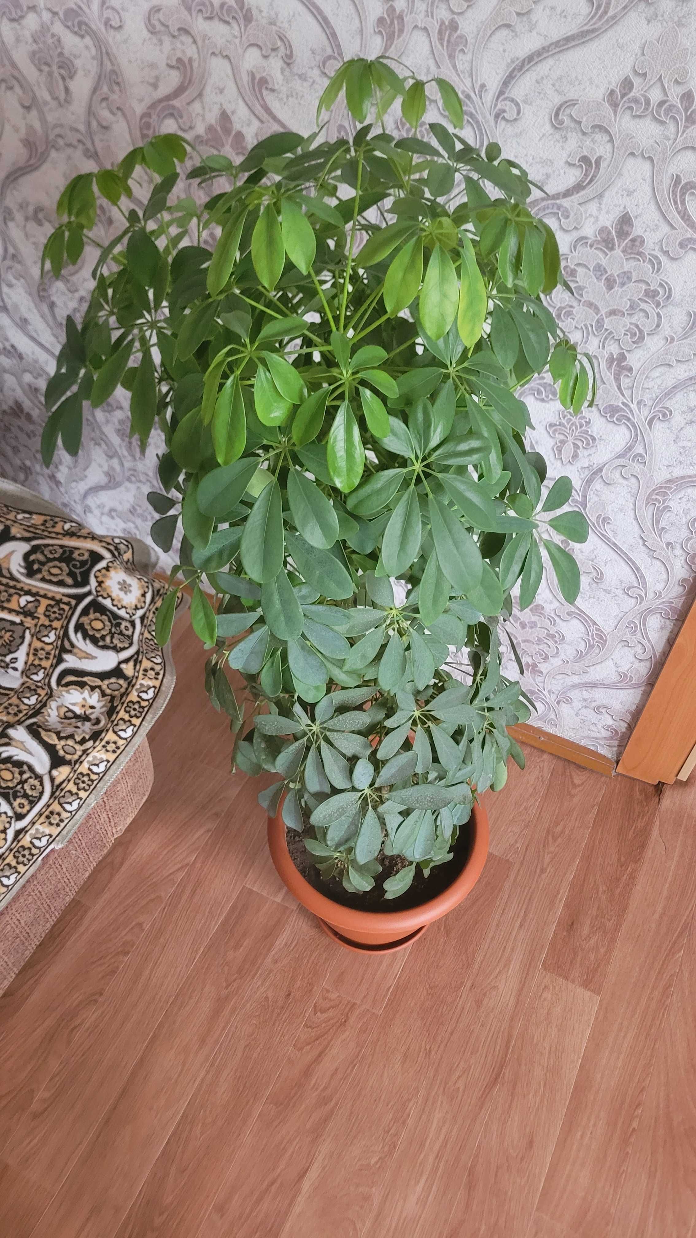 Продам 2 цветка больших комнатных