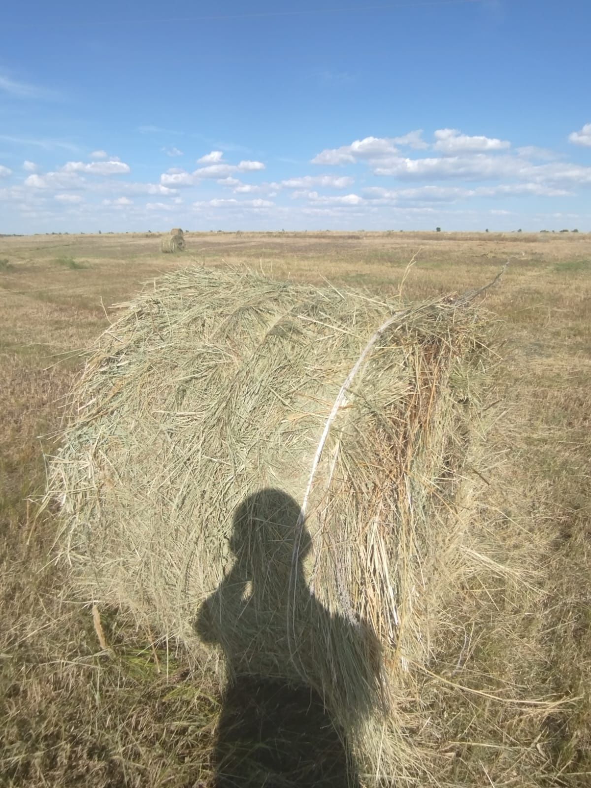 Сено в рулонах первокос