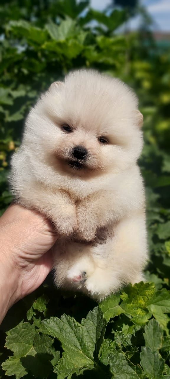 Кремовые щенки шпица продам