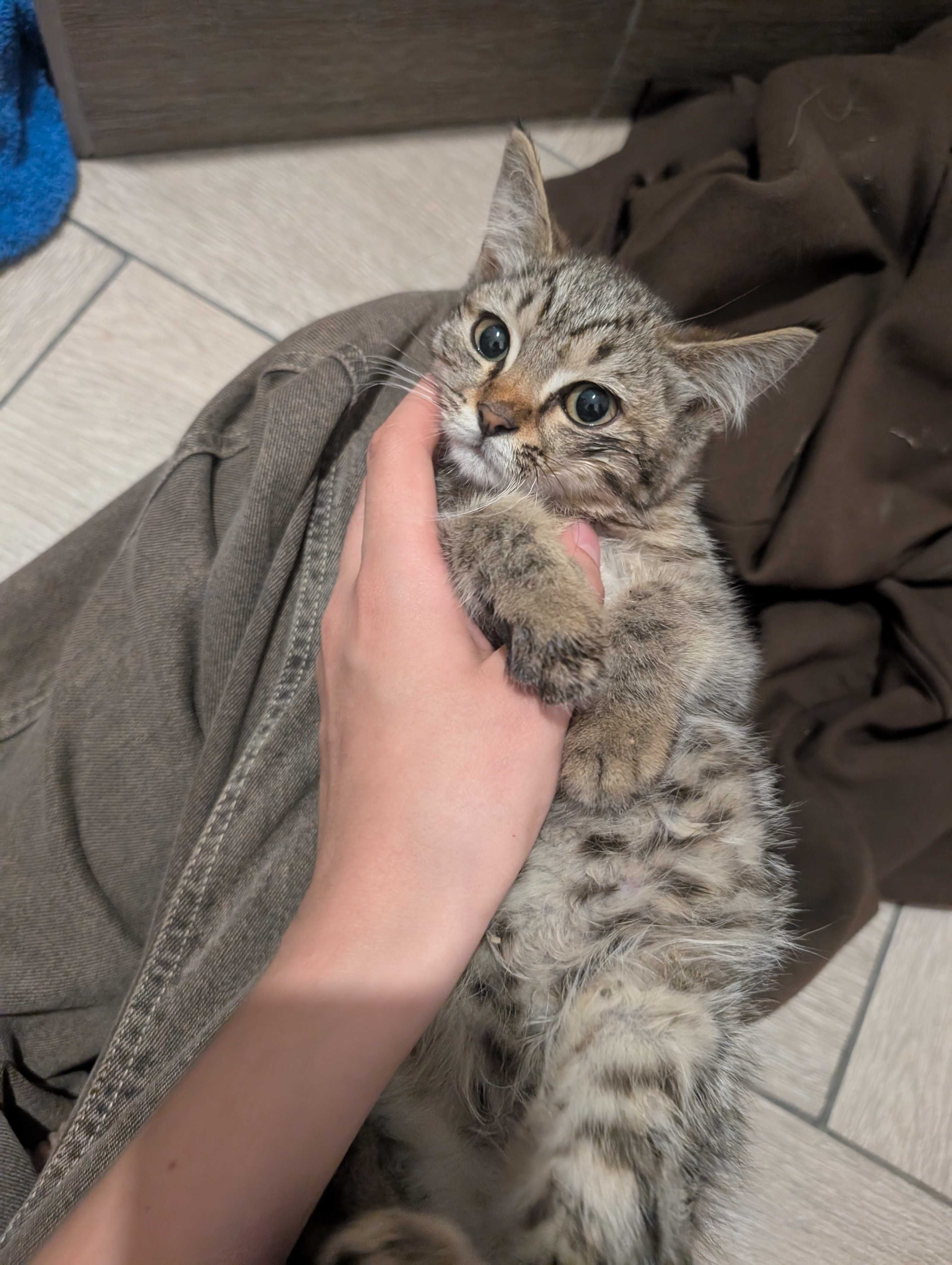 Котенок в поисках дома