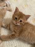 Продам шотландских котят