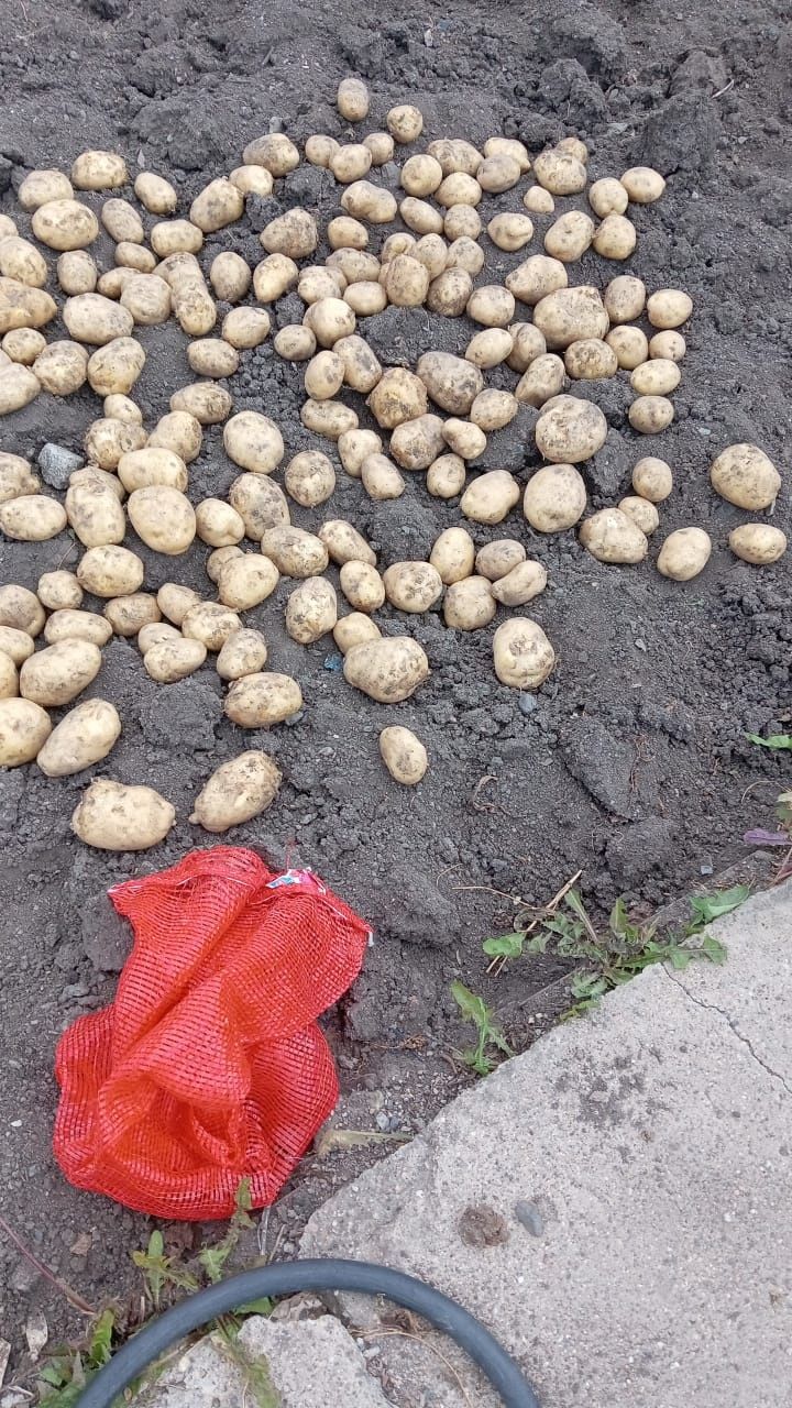 Продам дачный картофель, молодой.