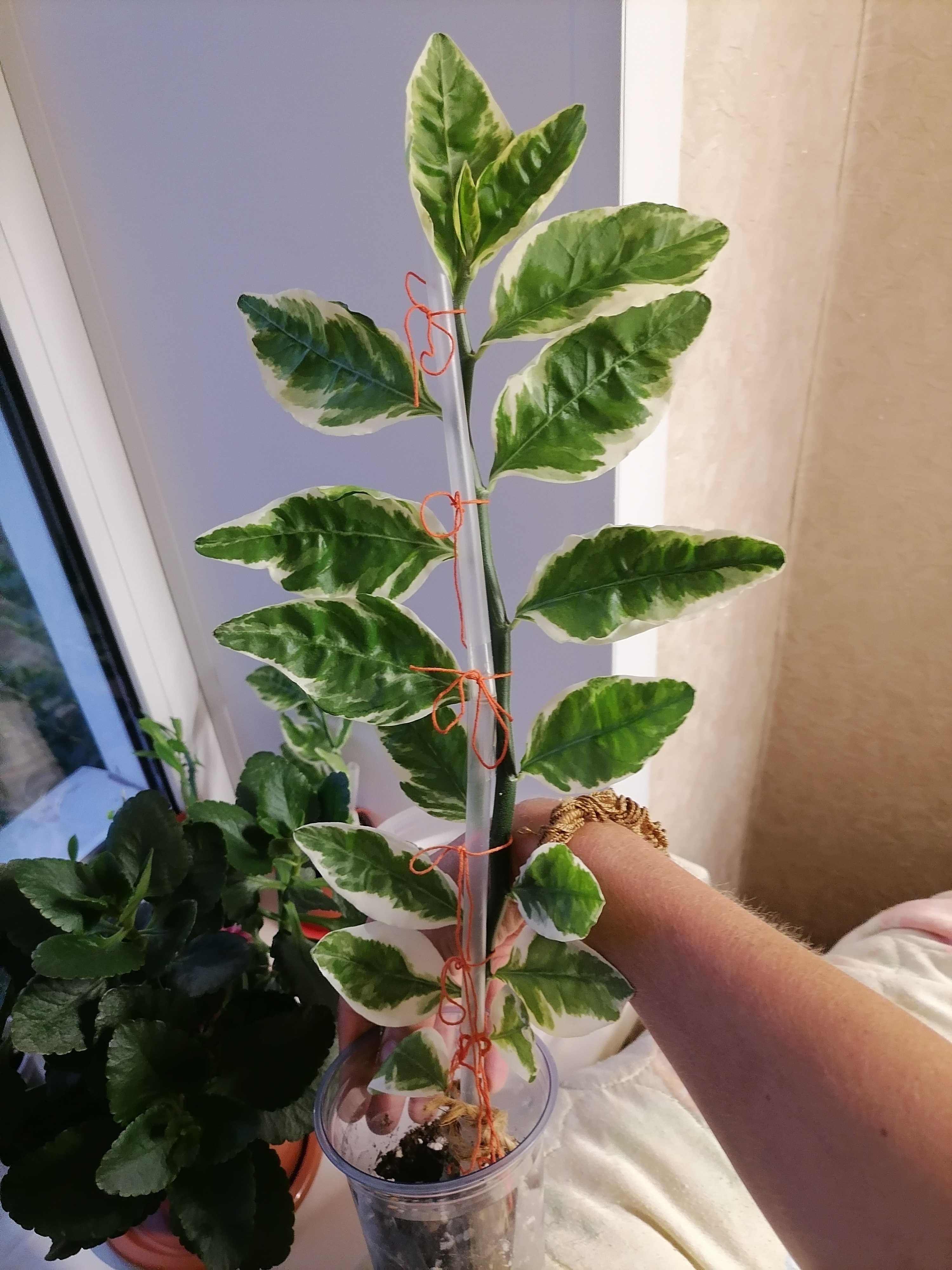 Пеларгония, каллизия, бегония, педилантус, гипоэстэс, катарантус