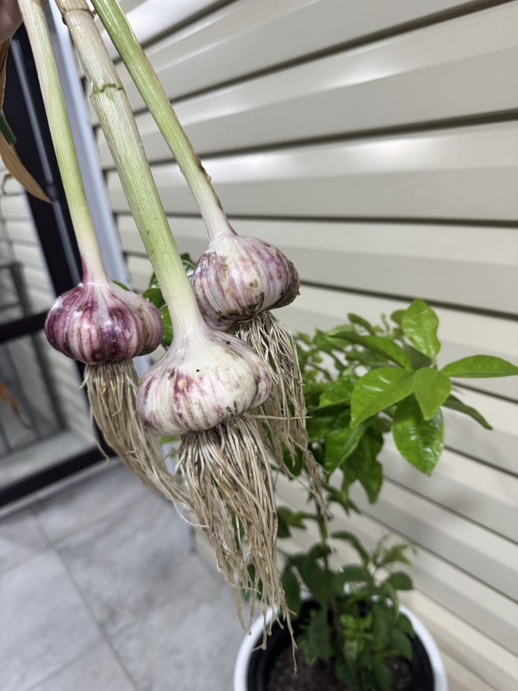 Чеснок домашный,крупный
