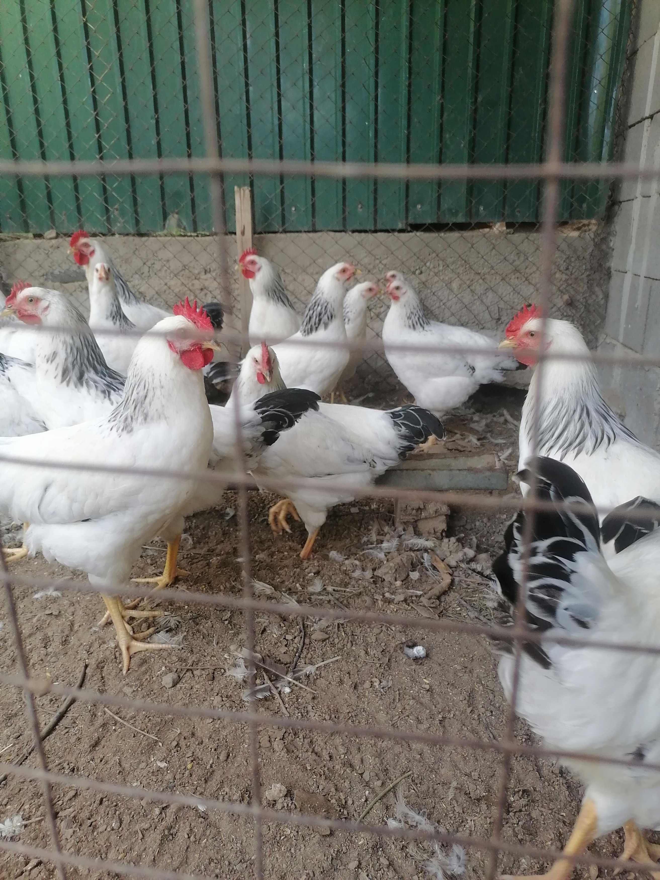 Продам петушков.