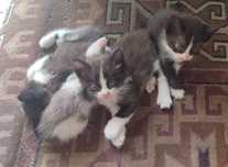 Котенки 2 месяца