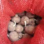 Семенной картофель