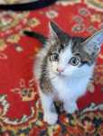 Гиперактивный котёнок