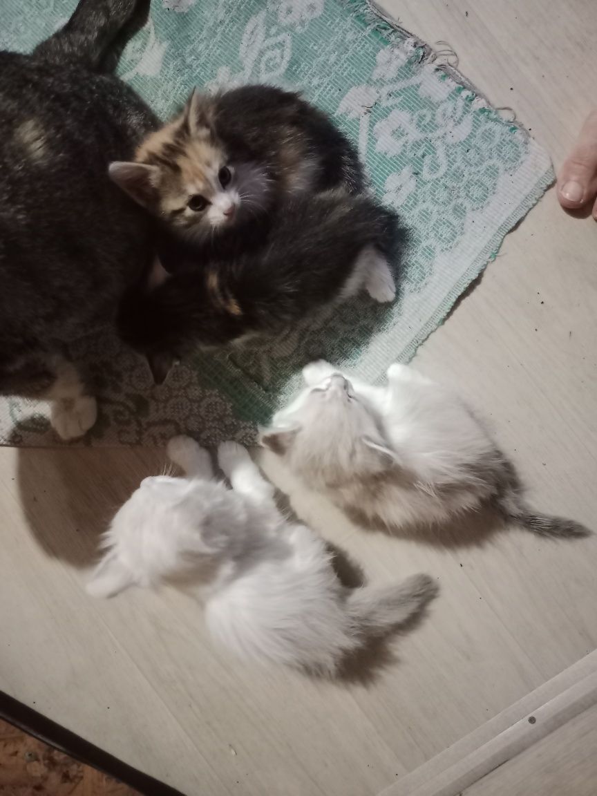 Котята умной кошки