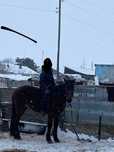Ат обмен бар жақсы ат