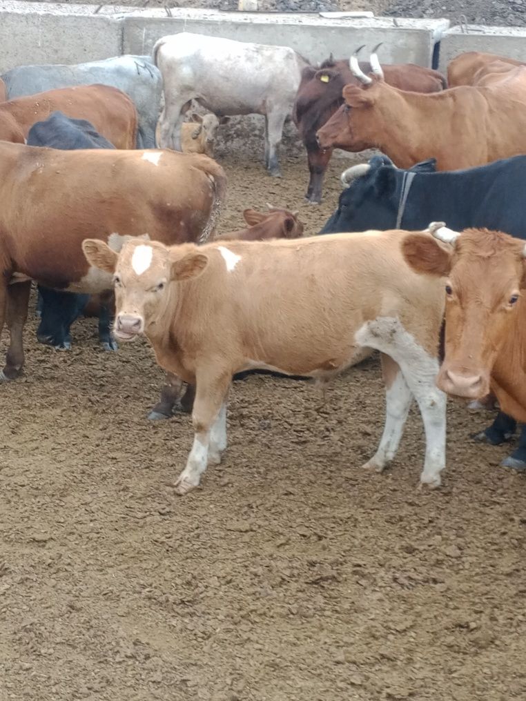 Продам корову с бычками