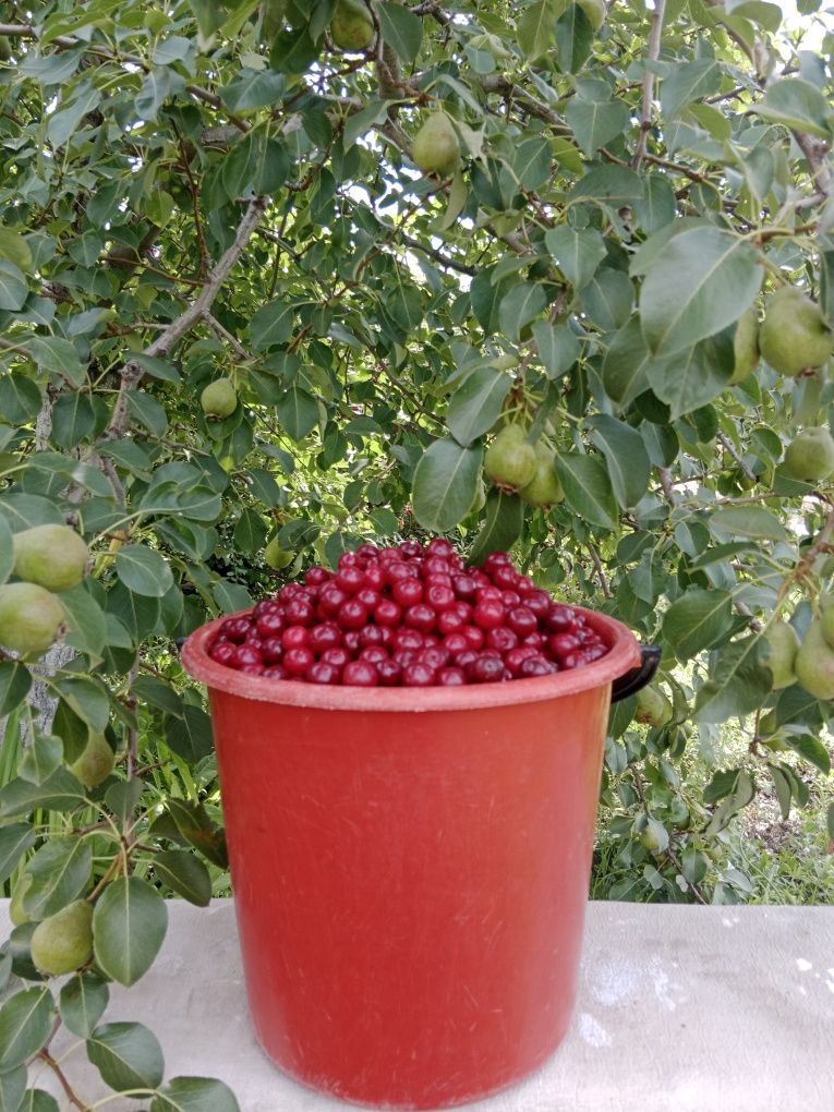 Продам вишню свежая только с веток