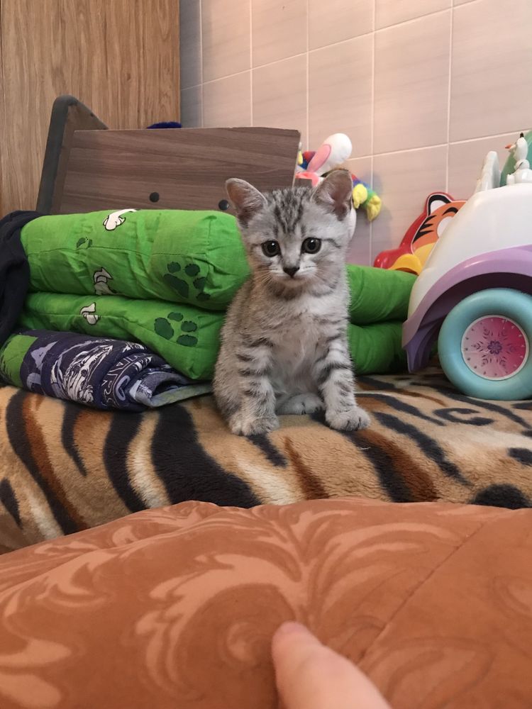 Британский котенок мальчик