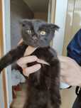 Отдам в добрые руки котёнка