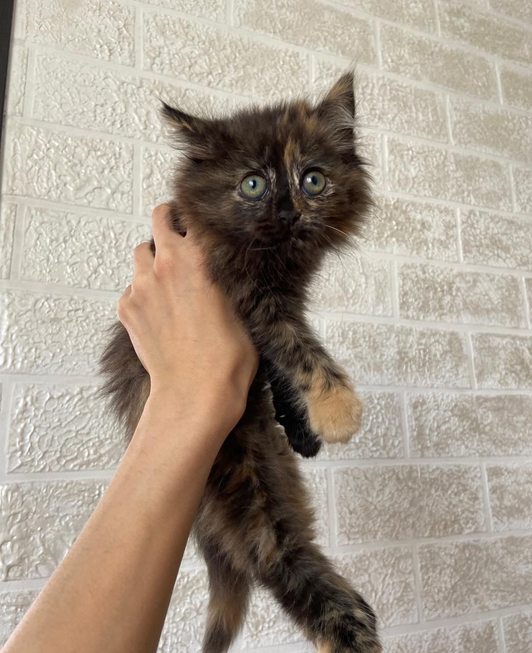 Отдам котенка в добрые руки