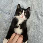 Котенок в добрые руки