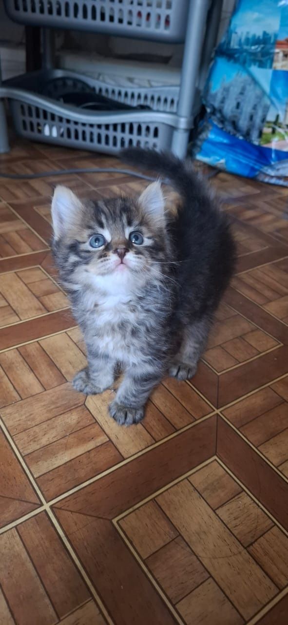 Отдам котят в добрые руки