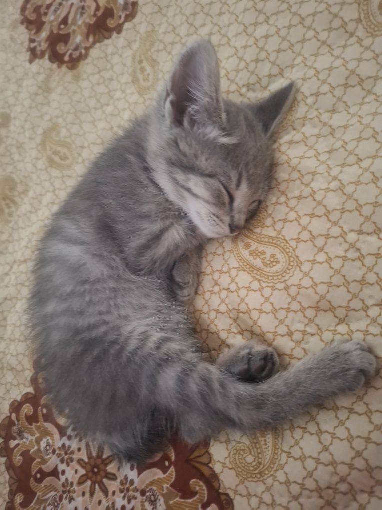 Отдам бесплатно котенка
