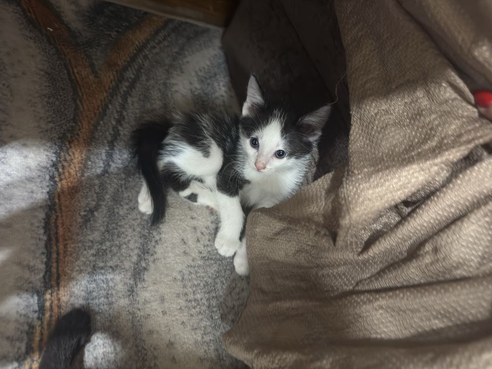 Отдам домашних шустрых котят 1 месяц им