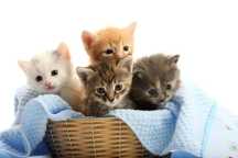 Отдам котят в добрые руки!!!