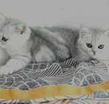 Кошечка и котик шотландские