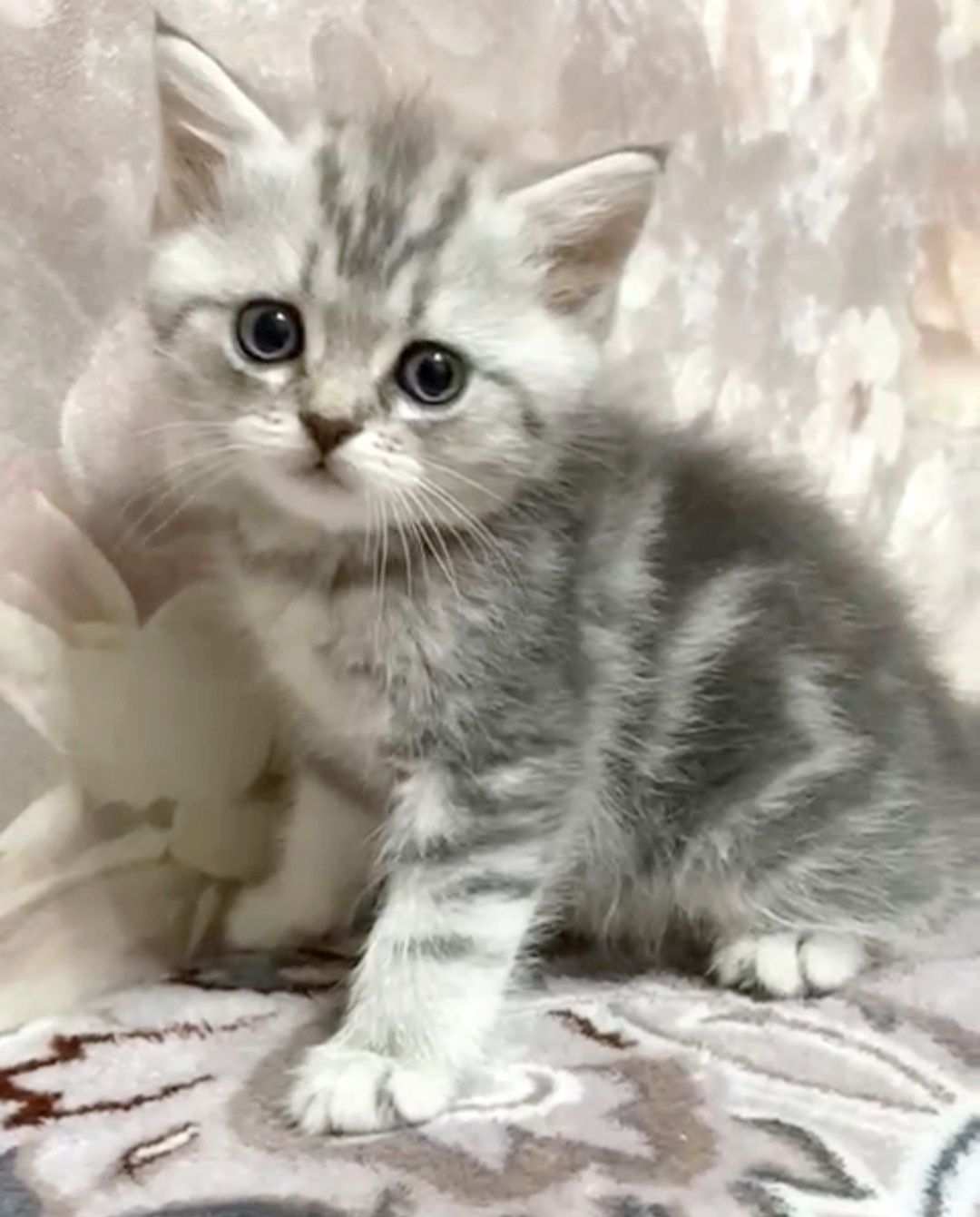 Котик и кошечка шотландские