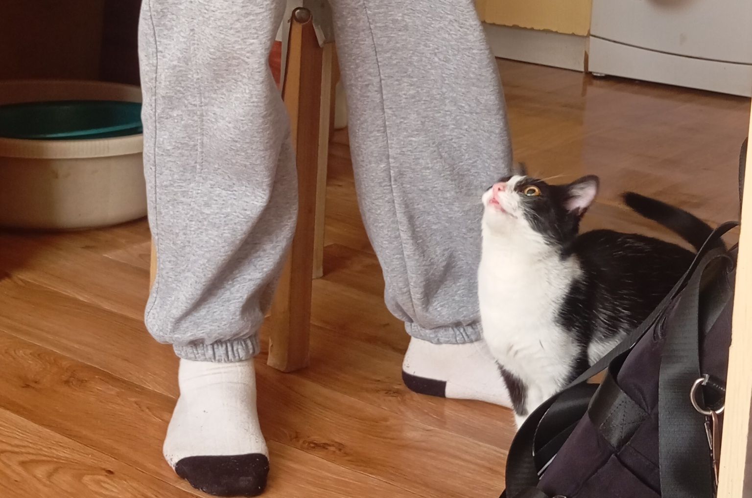 Кошка ищет дом х
