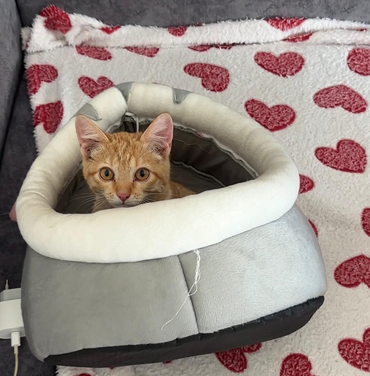 Котенок мальчик в хорошие руки