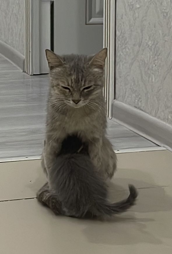 Отдам в хорошие руки