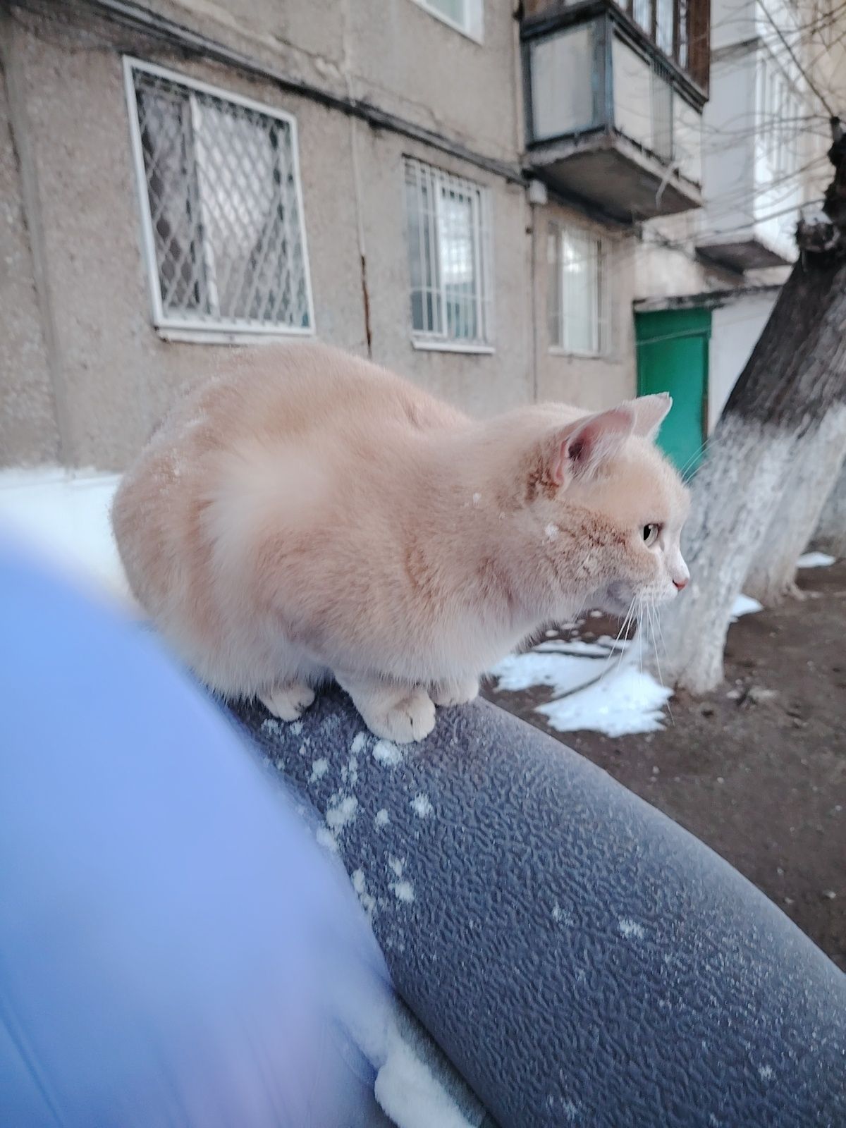 Отдам кастрированного кота