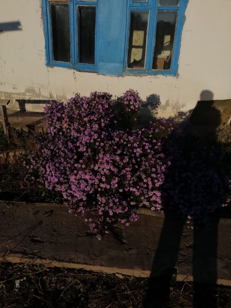 Дача Кардиология