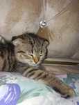 Шотландская кошка
