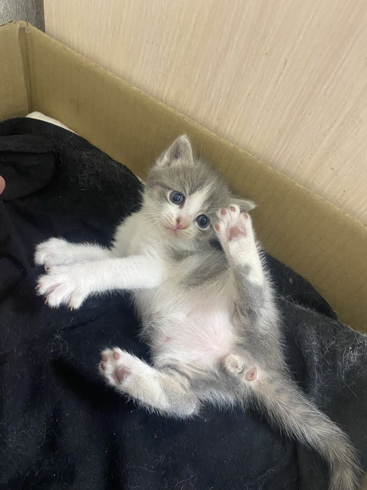 Кошки.перворожденные 25мая