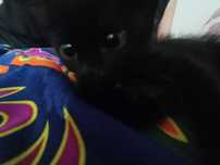 котенок, отдадим бесплатно