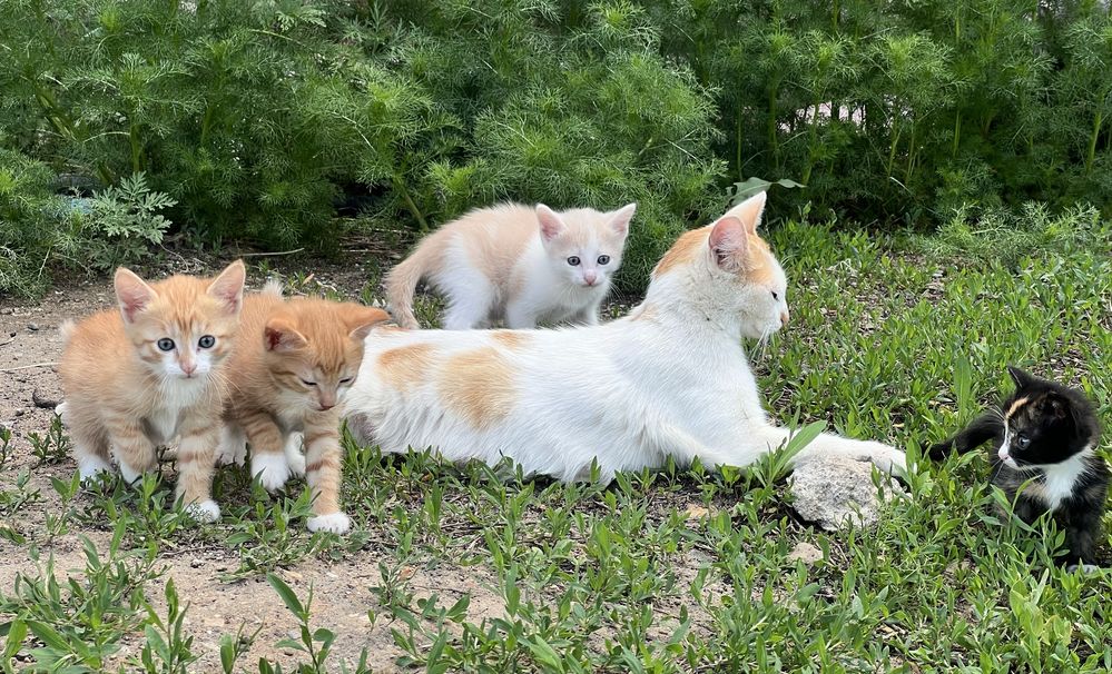 Кошку отдам в добрые руки