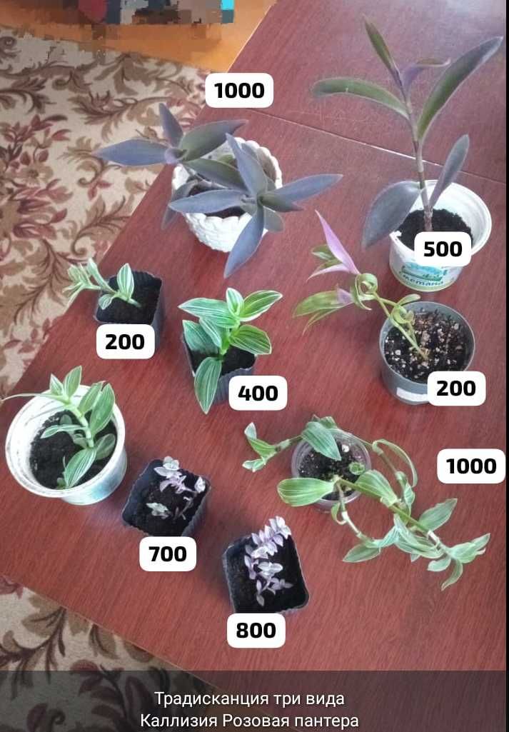 Разные комнатные растения