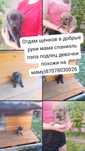 Отдам даром щенков