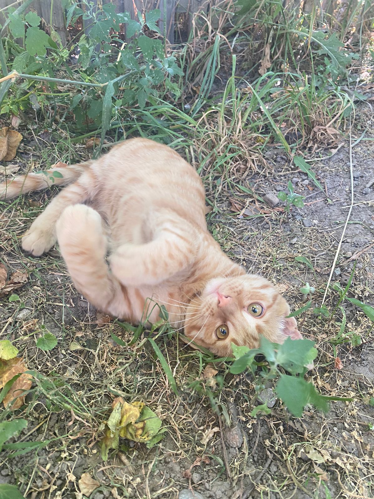 Отдам котенка бесплатно!