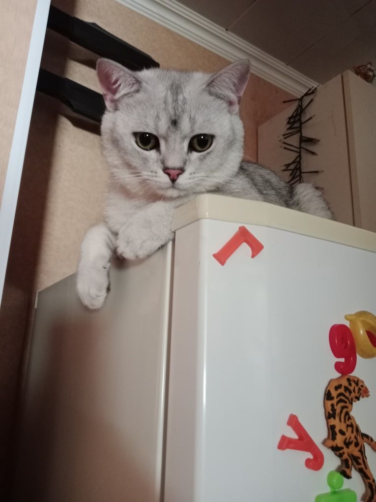 Кот Британец на вязку.