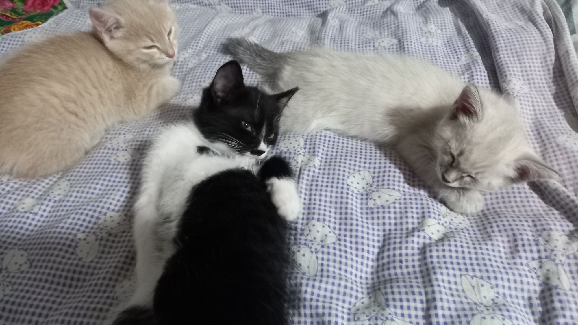 Отдам котёнка в добрые руки