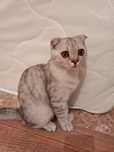 Шотландский кошка