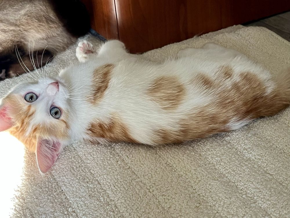 Отдадим котёнка в добрые руки