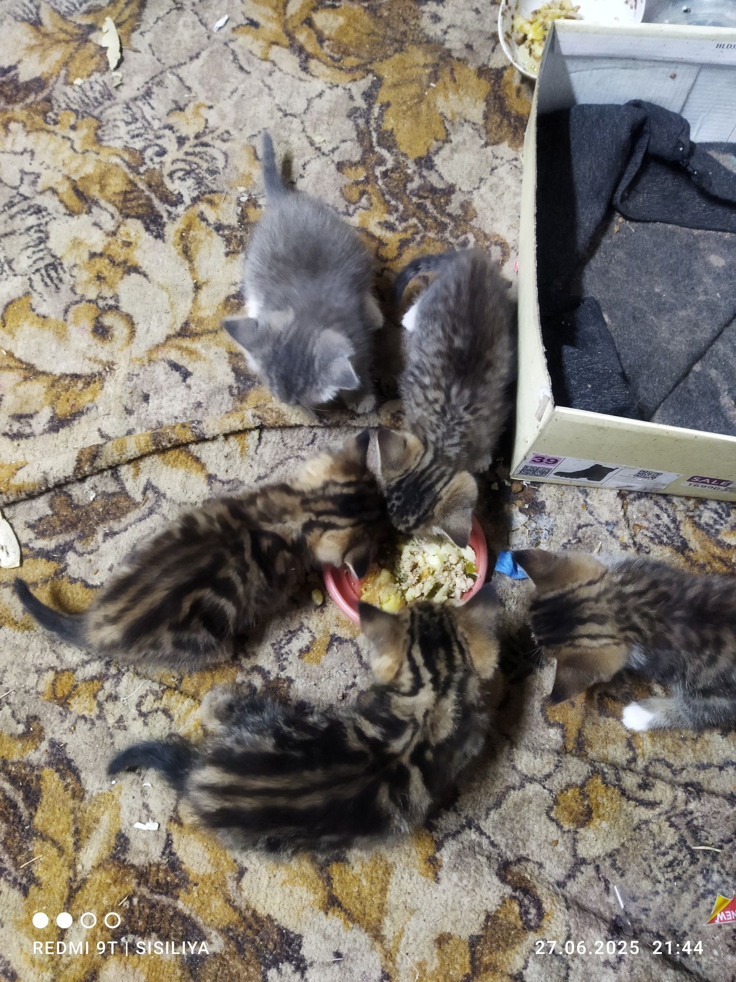Отдам котят в добрые руки