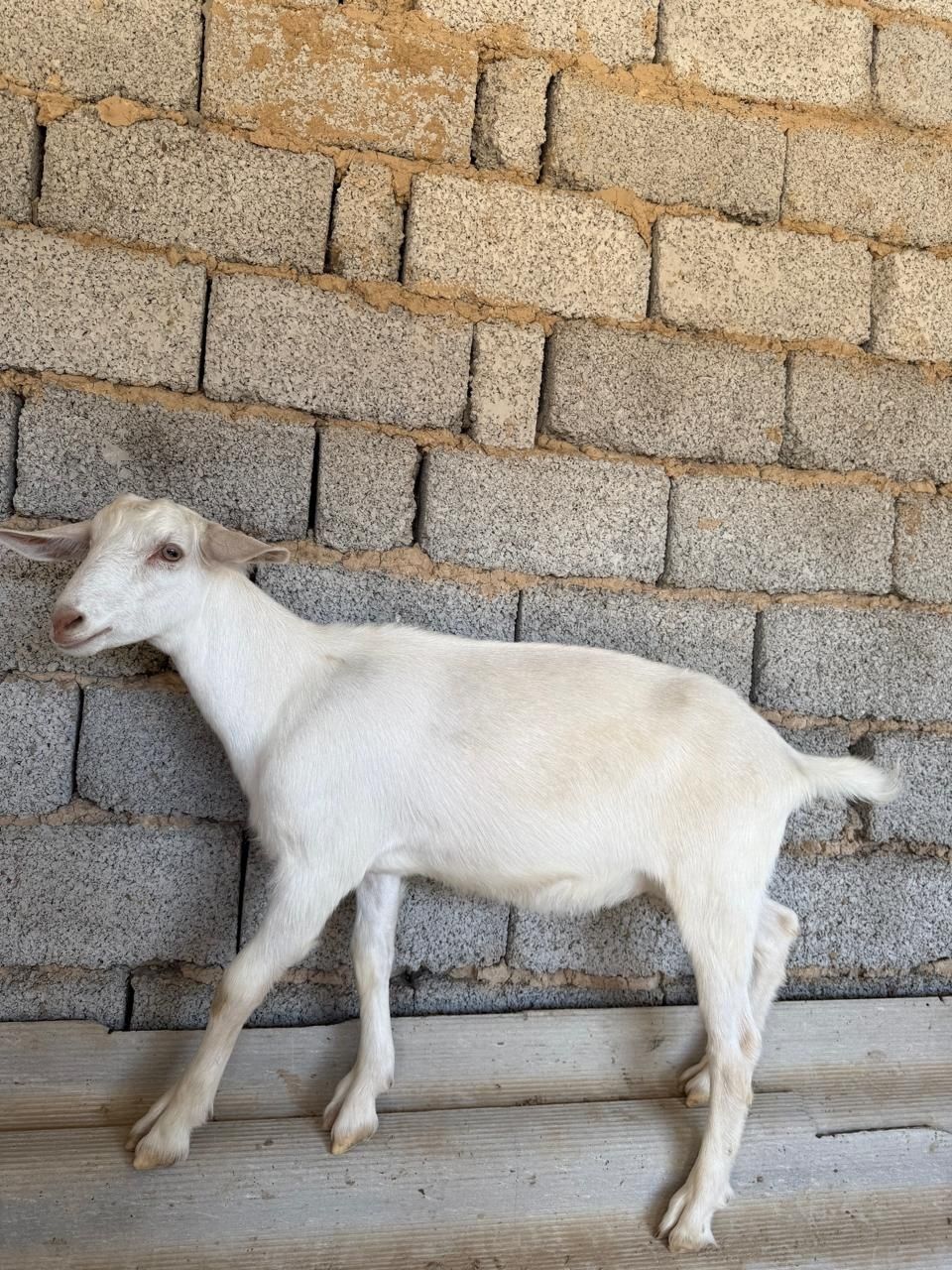 Лактар салыталы 3 айлык