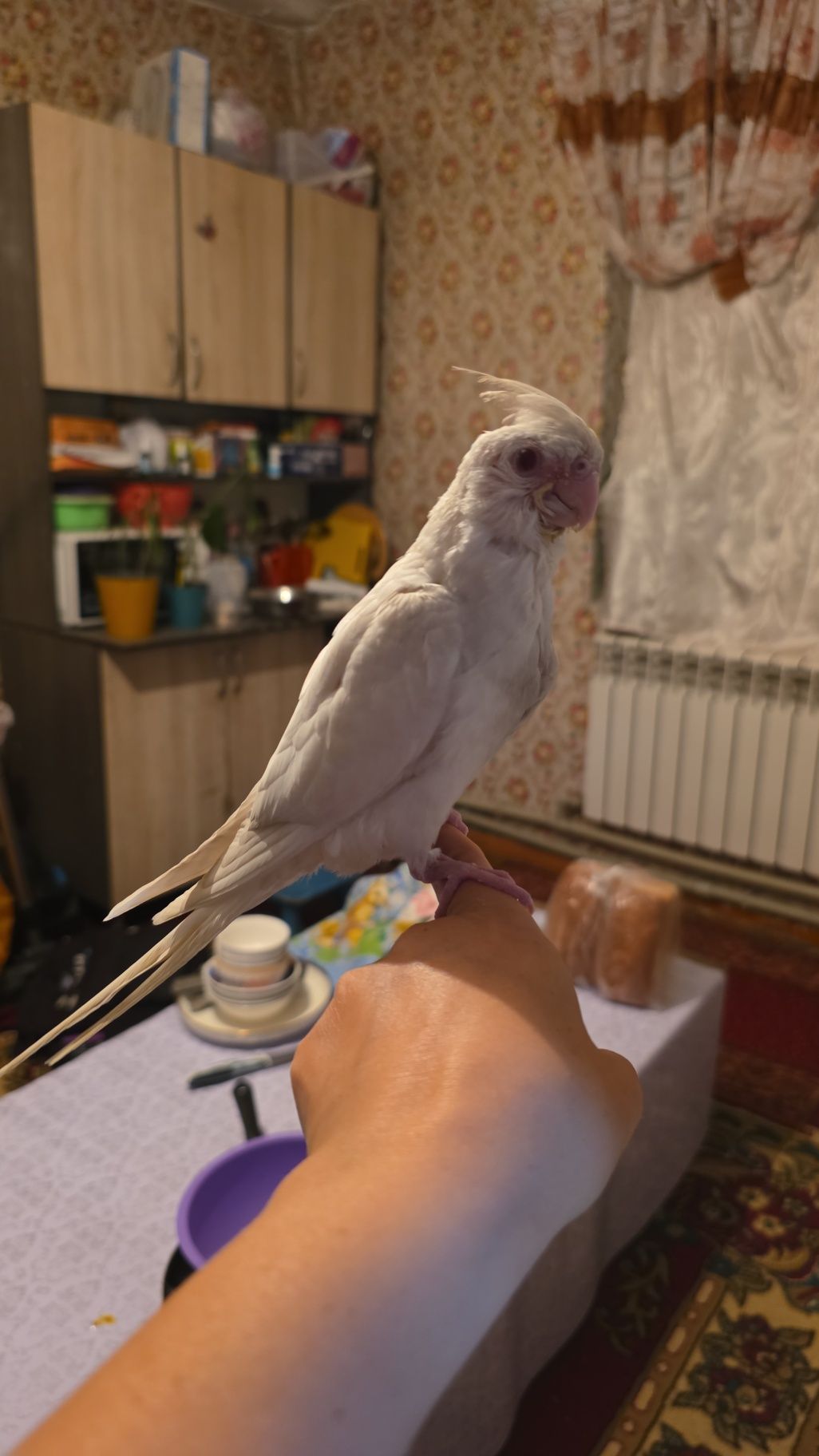ПродамКореллу ручной