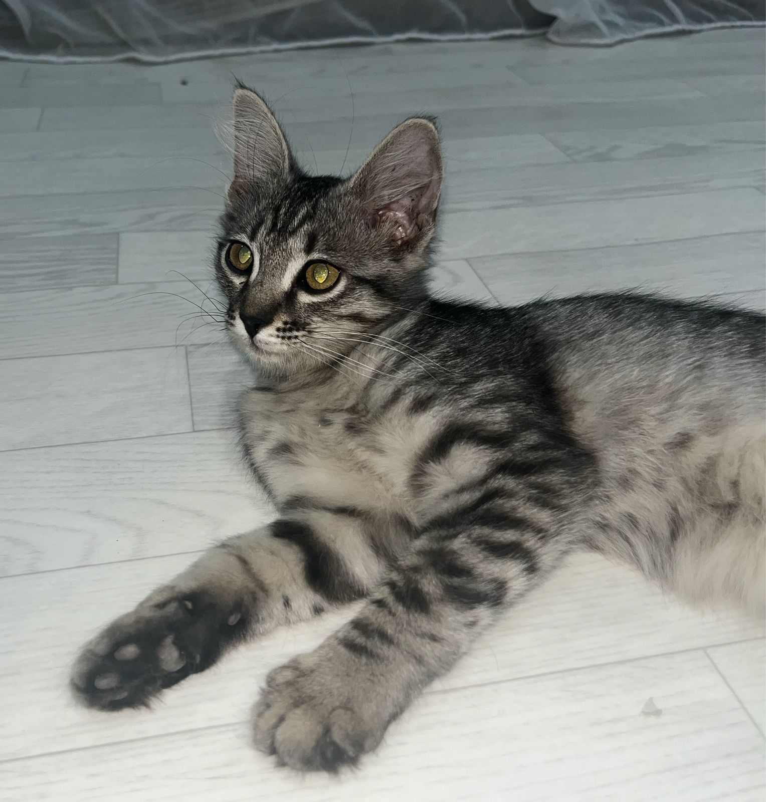Котята бесплатно