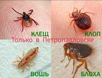 Уничтожение тараканов